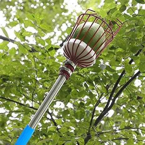 Stainless steel fruit picker with basket for harvesting apples, mangoes, and citrus fruits